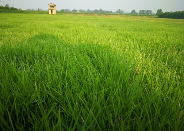 湖北天堂草